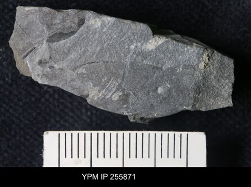 Eurypterida