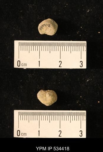 undet. Crinoidea