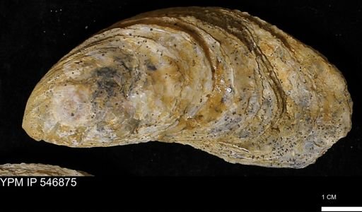 Ostrea virginiana