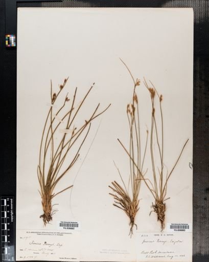 Juncus