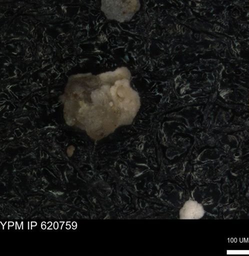 undet. Foraminiferida