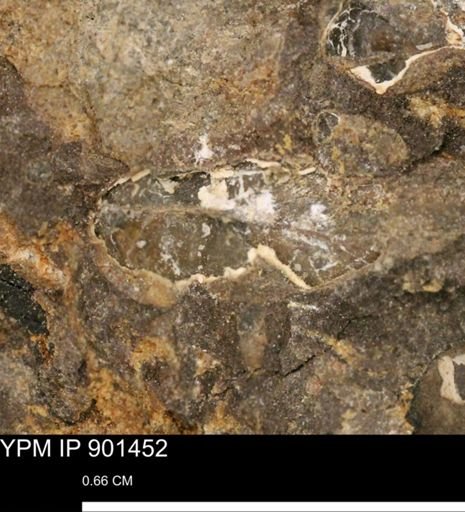 undet. Mollusca