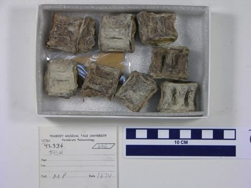 undet. Actinopterygii