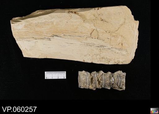 undet. Actinopterygii
