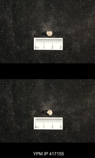 Euphemites carbonarius