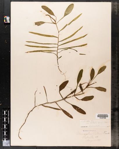Potamogeton epihydrus nuttallii