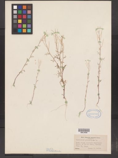 Cardamine parviflora