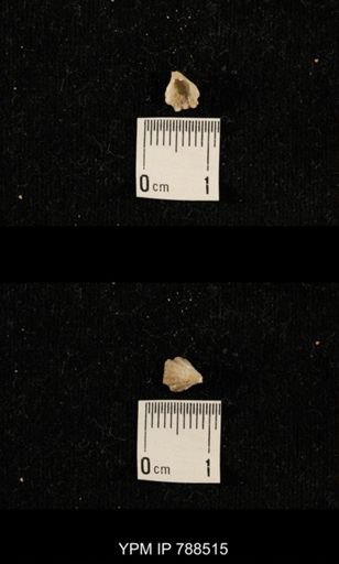undet. Brachiopoda