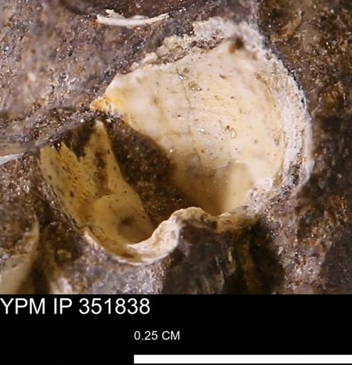 undet. Bivalvia