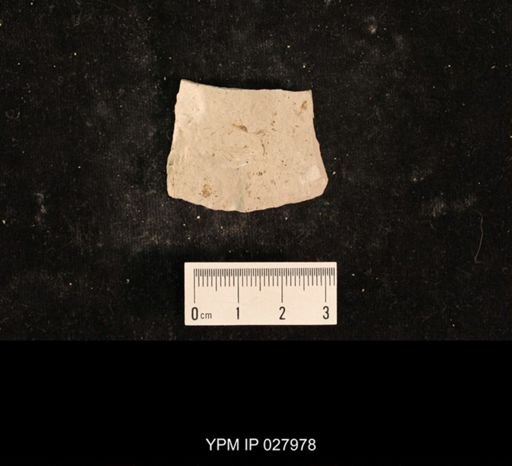 Liomopterum sp.