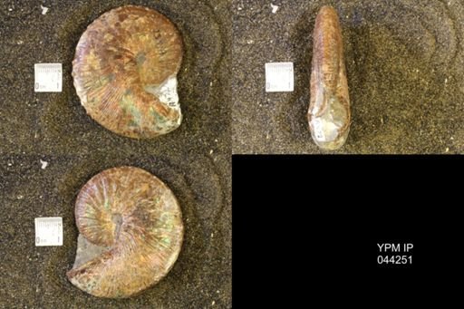 Hoploscaphites comprimus