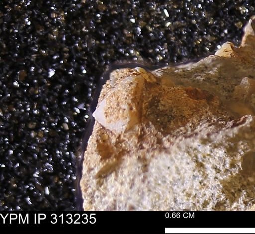 Corbicula sp.