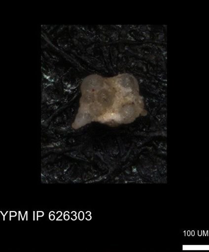 undet. Foraminiferida