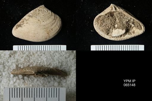 Astarte cuneiformis