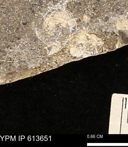 Scaphites sp.