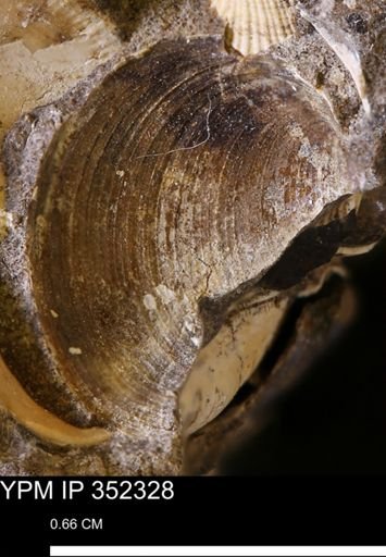 Limopsis striatopunctatus