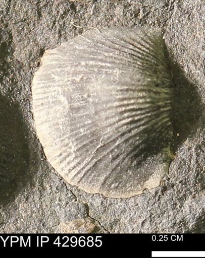 Devonochonetes coronatus
