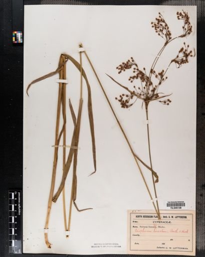 Scirpus lineatus