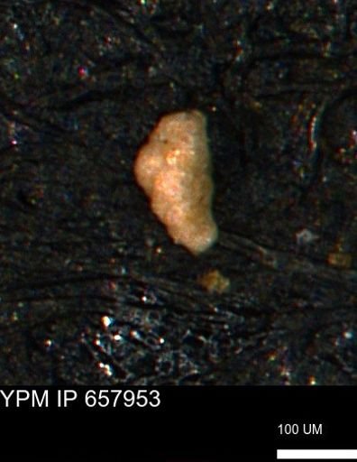 undet. Foraminiferida