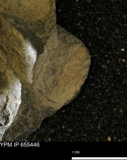 Inoceramus barabini