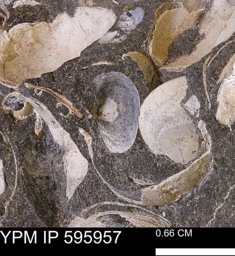 Protocardia sp.