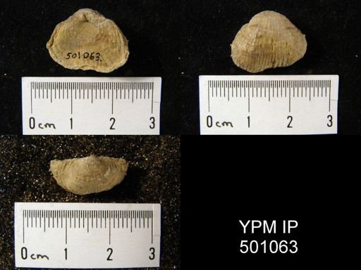 Gigantoproductus sp.