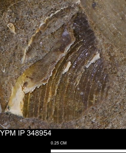 undet. Bivalvia