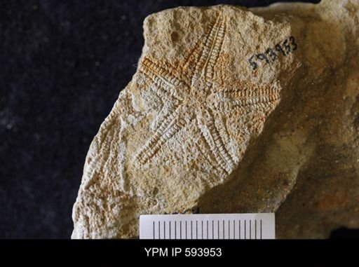 undet. Stelleroidea