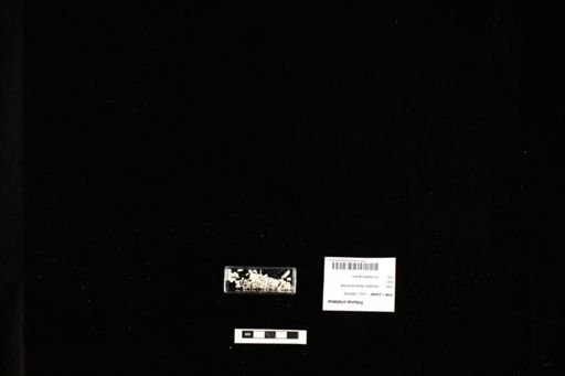 Triturus cristatus