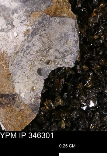 undet. Mollusca