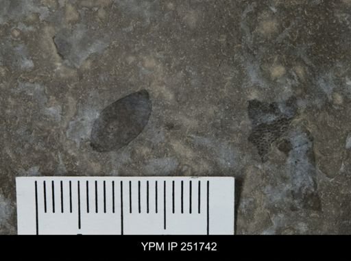 Eurypterus sp.