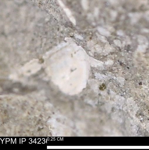 undet. Mollusca
