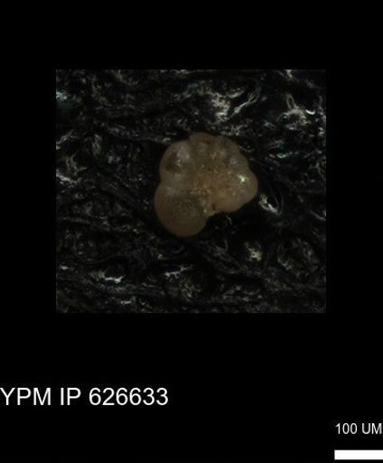 undet. Foraminiferida
