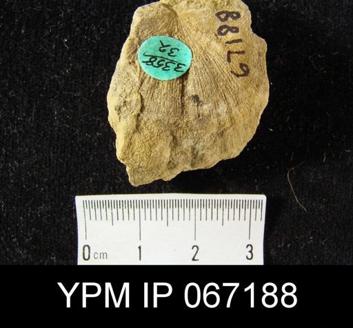 Strophonella sp.