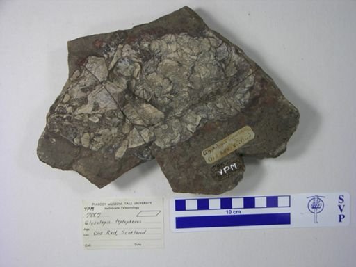 Glyptolepis leptopterus