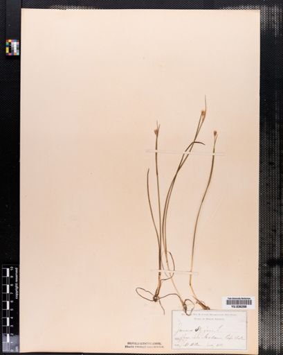 Juncus stygius