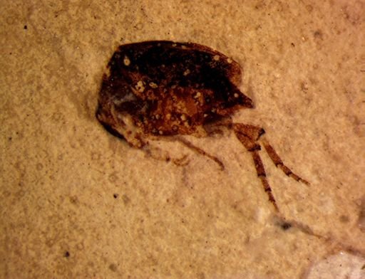 undet. Mordellidae