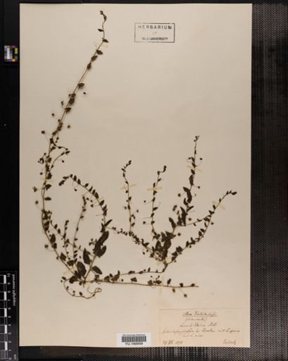 Plantae
