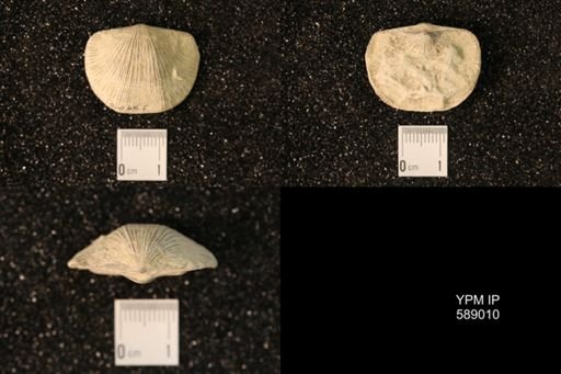 Dinorthis subquadrata