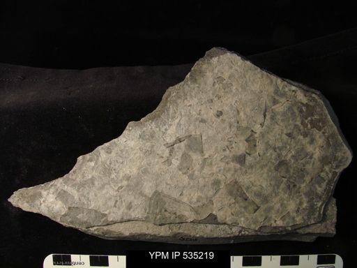 undet. Eurypterida