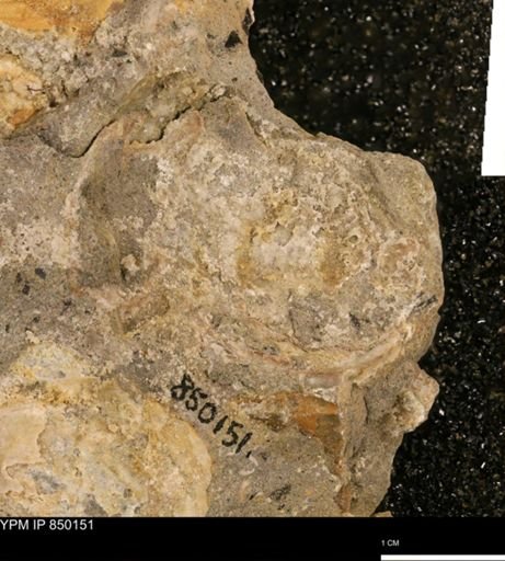 undet. Mollusca