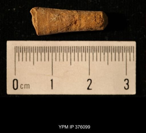 Pseudorthoceras knoxense