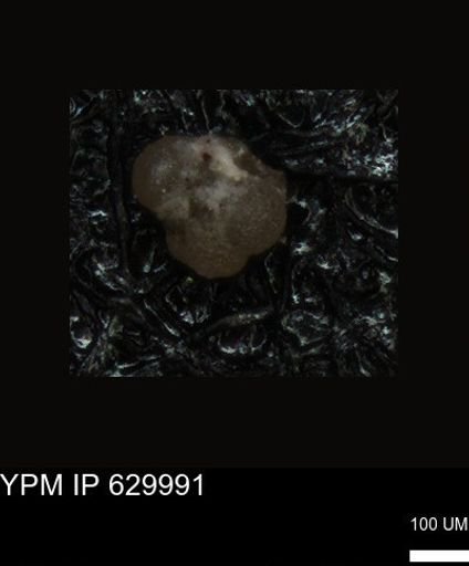 undet. Foraminiferida
