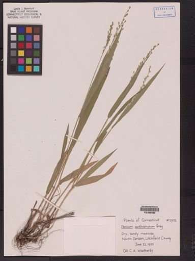 Panicum xanthophysum