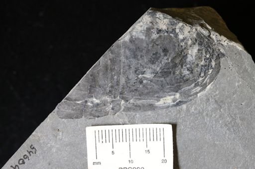 Hughmilleria sp.