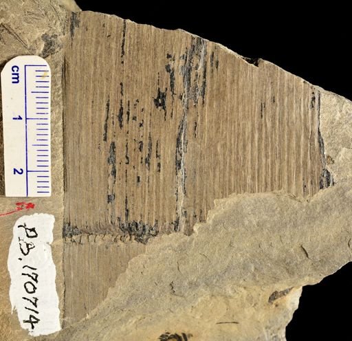 Calamites sp.
