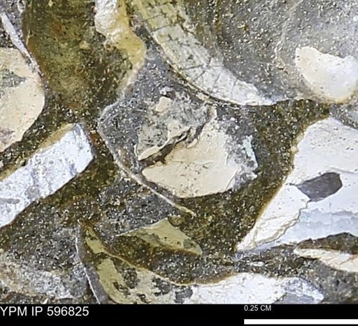 undet. Bivalvia