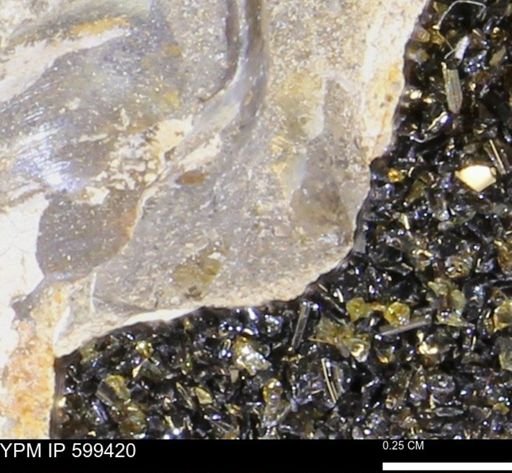 Protocardia subquadrata