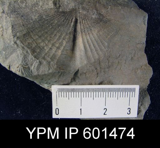 Platyrachella sp.
