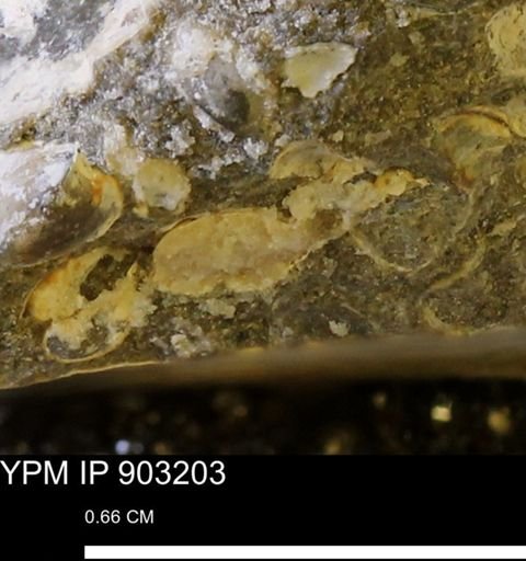 undet. Bivalvia